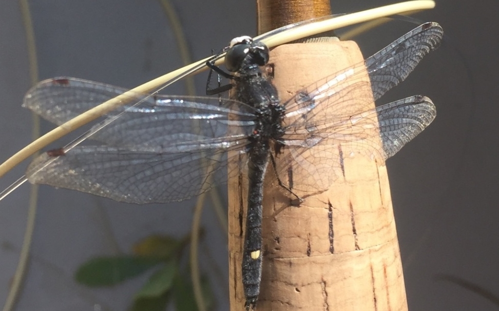 Angler's Entomology Podcast
