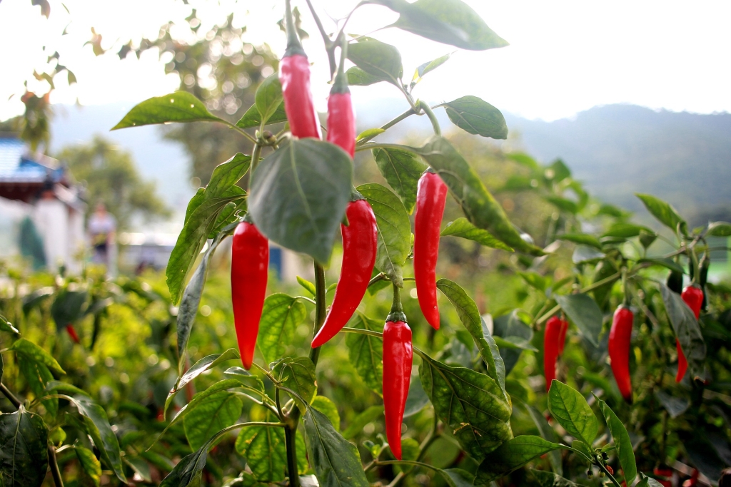Hot Pepper Poetry Podcast