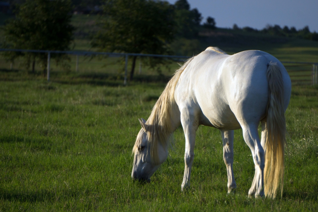 Because of Horses