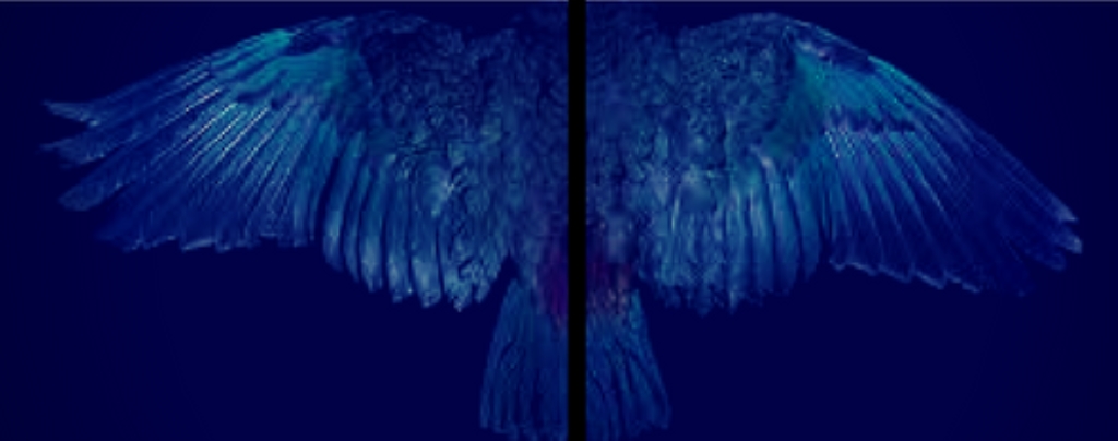 Dark Dunedin: Heaven Looks On