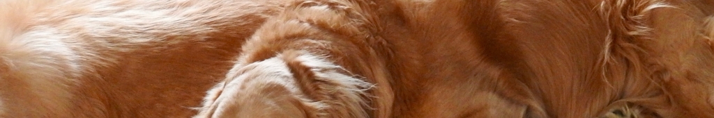 The Golden Ratio Podcast