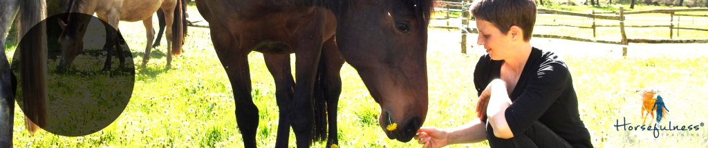 The Horsefulness Training Podcast