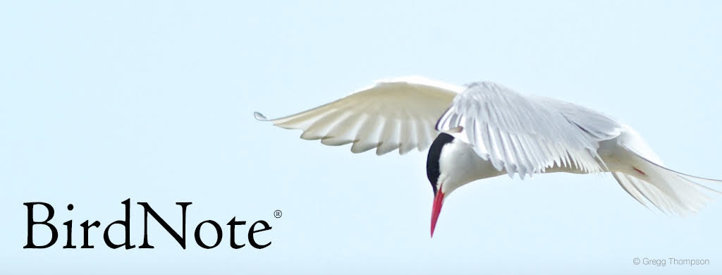 Birdnote