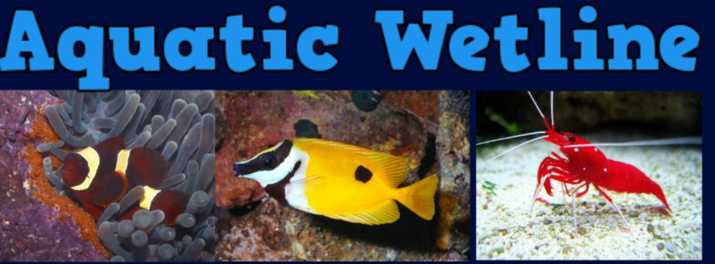 aquatic wetline with aqua
