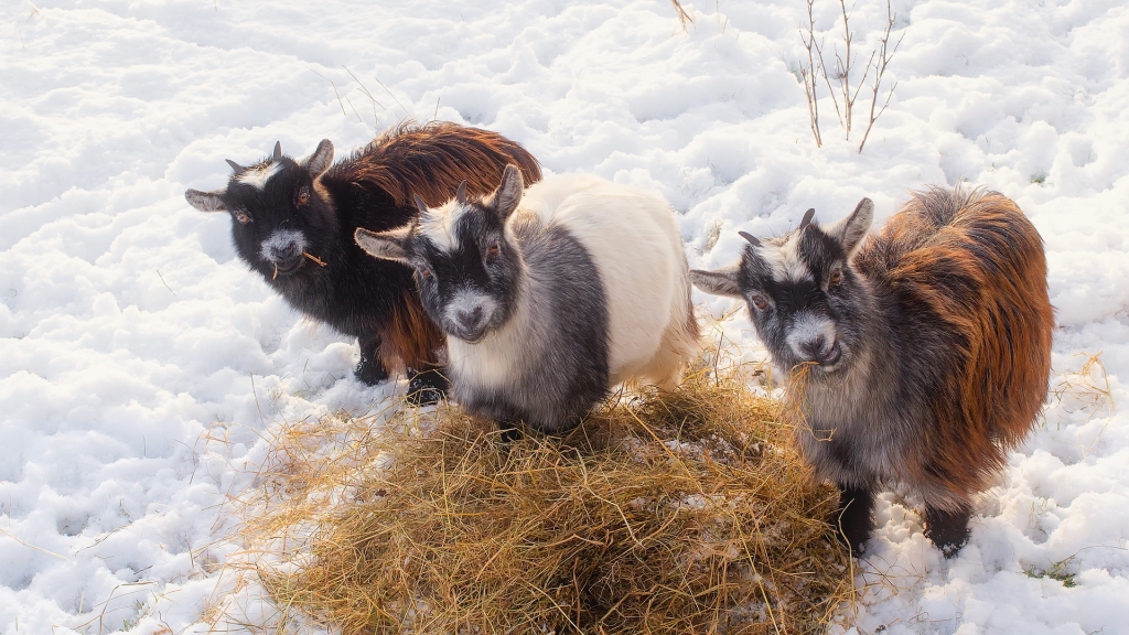 Hold Your Goats Podcast