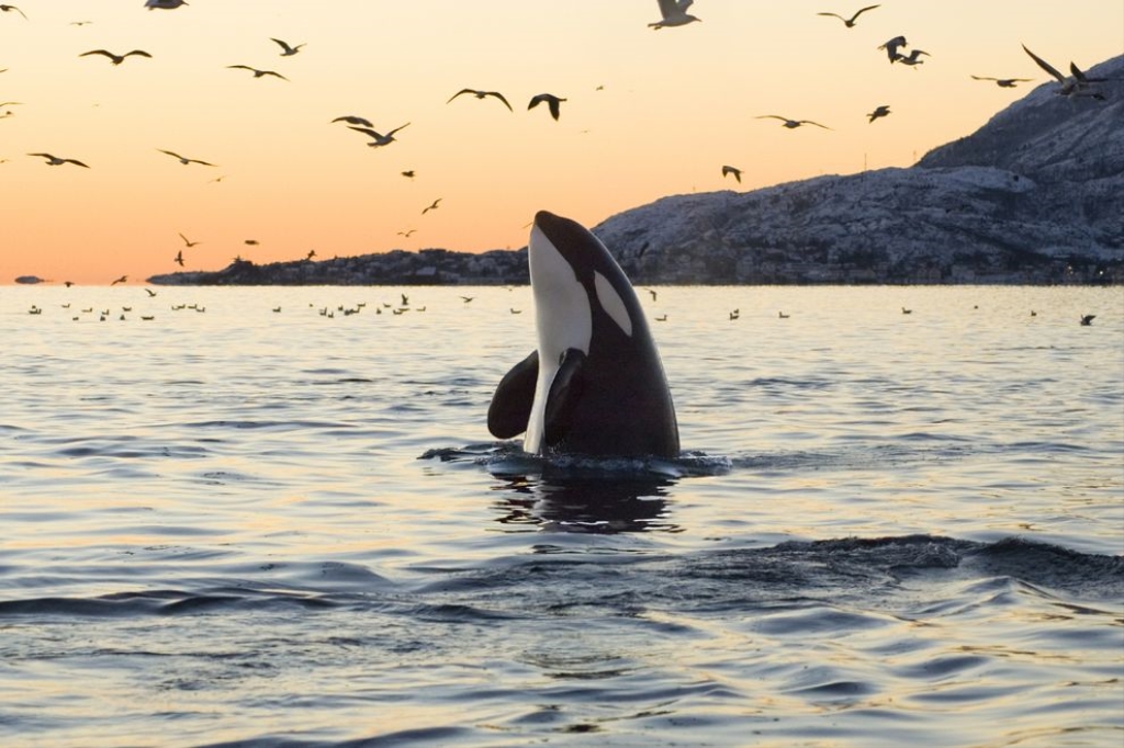 Skaana | Orcas and Oceans Podcast