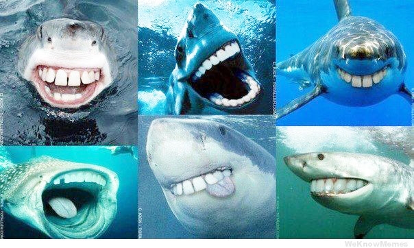 Champagne Sharks