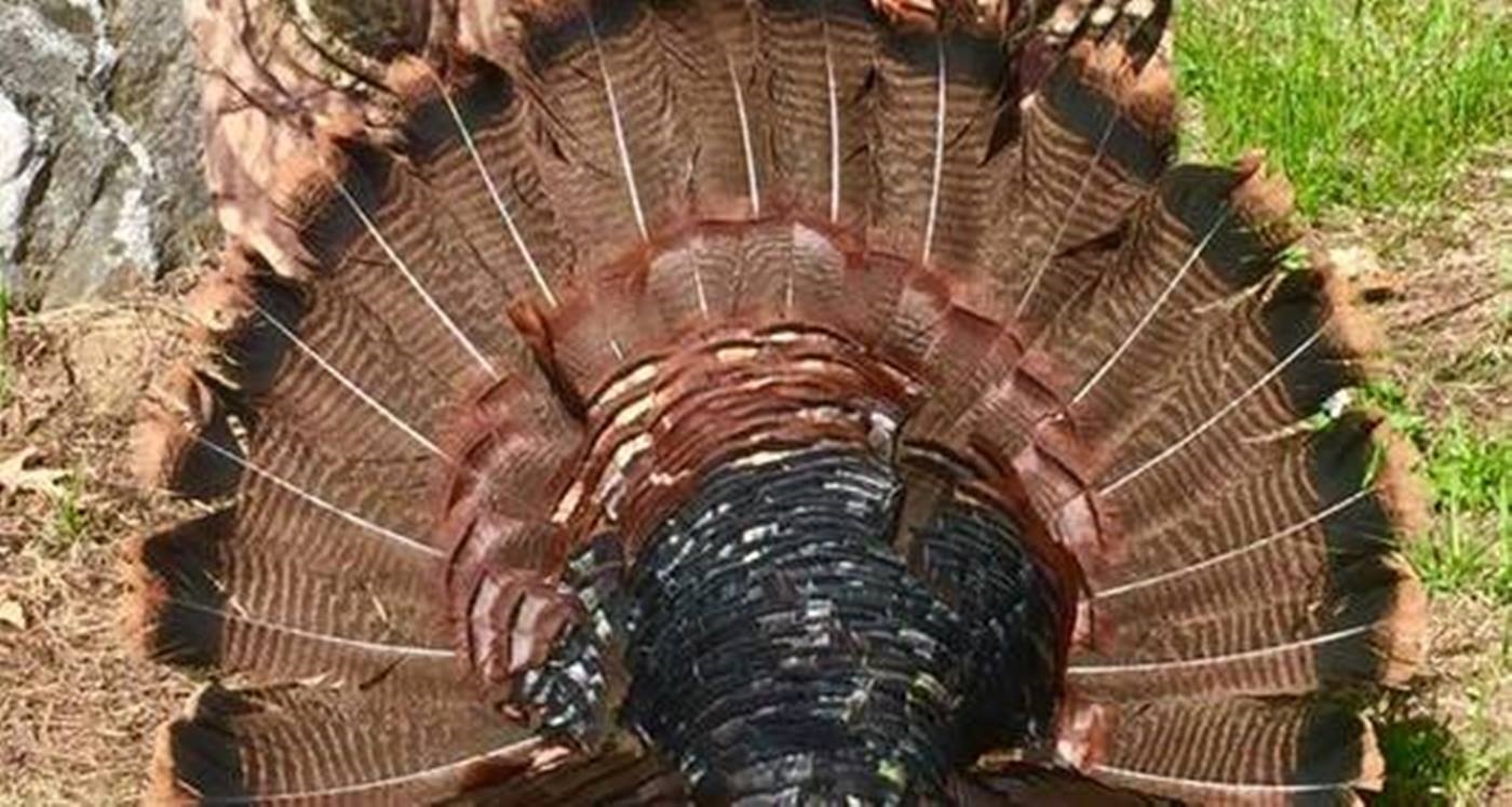 Turkey Call All Access