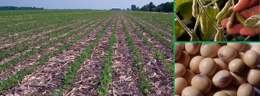 Kansas Soybean Update