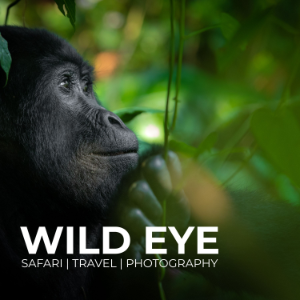 The Wild Eye Podcast-logo