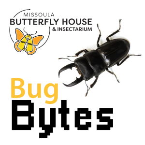 Bug Bytes-logo
