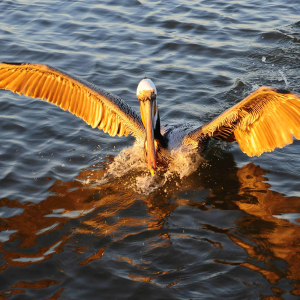 RISE: Climate Change and Coastal Communities-logo