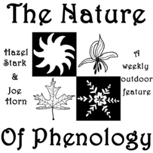 The Nature of Phenology | WERU 89.9 FM Blue Hill, Maine Local News and Public Affairs Archives-logo