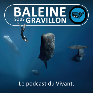 Baleine sous Gravillon-logo