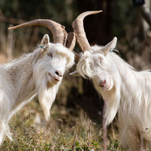 Two Old Goats Fantasy Football-logo