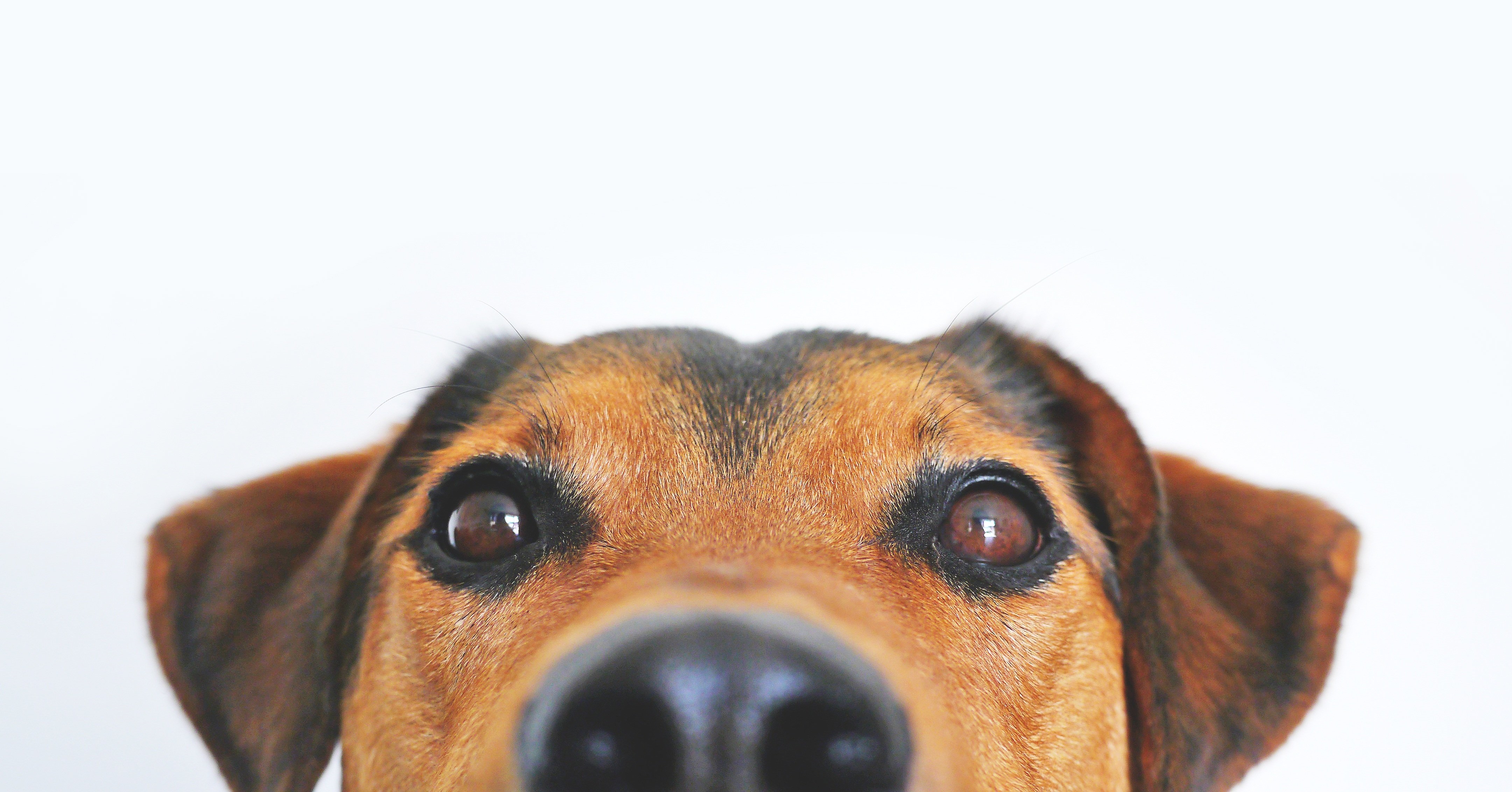 Talk2ThePaw