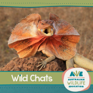 Australian Wildlife Education: Wild Chats-logo