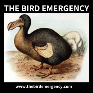 The Bird Emergency-logo