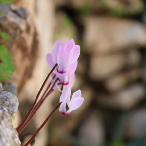 Livin, Lovin, Laughin in Grace-logo