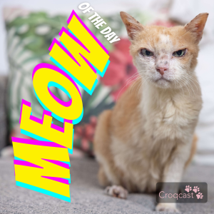 Croqcast | Meow of the Day-logo
