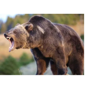 Scary Bear Attacks Podcast-logo