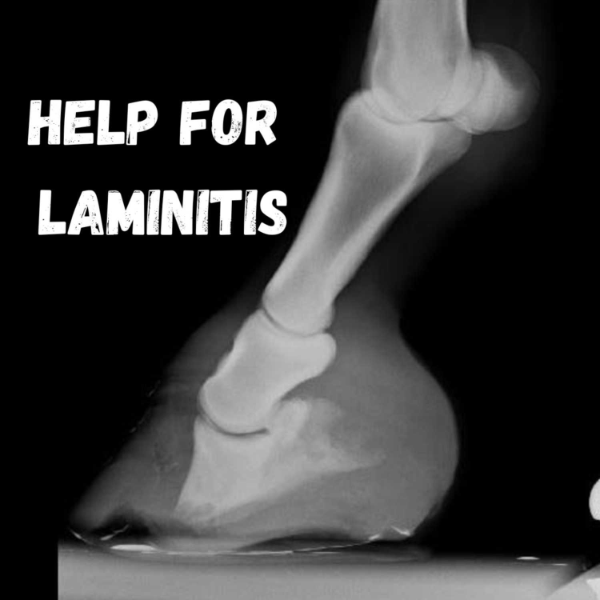 A holistic approach to treat laminitis in horses Listen to Podcasts
