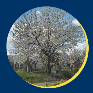 Marco igehirdetesei-logo