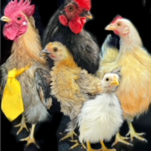 Chicken Chat with Pluma The RV Serama-logo