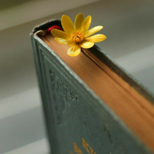 Hindi Stories & Novels