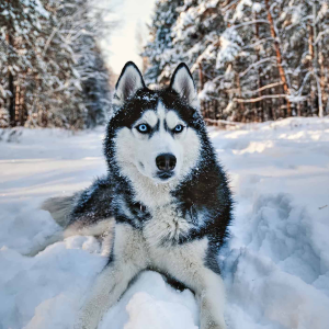 Husky Chat-logo