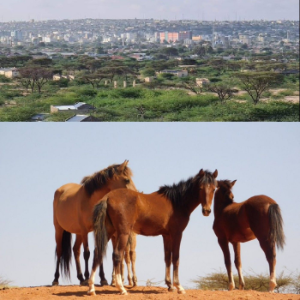 Somalia Media podcast