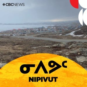 Nipivut