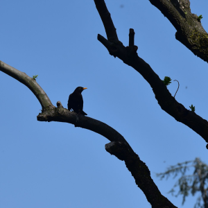 WINGED SINGING ON A SUMMER DAY