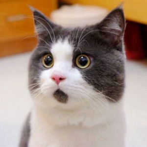 猫猫脱口秀-logo
