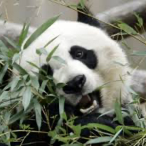 Welcome To Animal Jam w/ PineStep!