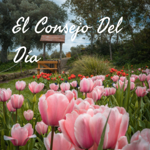 El Consejo Del Dia-logo