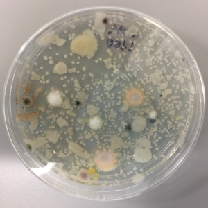 Microbiology Lab Pod-logo