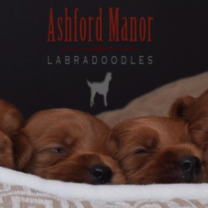Ashford Manor Labradoodles-logo