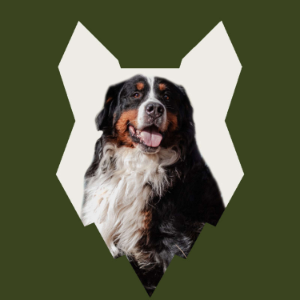 Fenrir Bernese Mountain Dog Podcast-logo