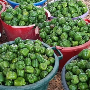 Soberania alimentaria en Radio Djan Djan