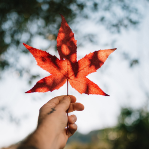Vibra Canada