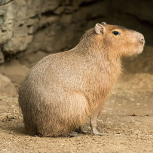 Capybara [Tilos Radio podcast]-logo