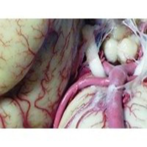 Anatomia del Corazon-logo