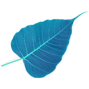 AudioDharma: Dhammaruwan's most recent dharma talks-logo