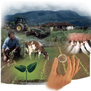 Campo Agropecuario