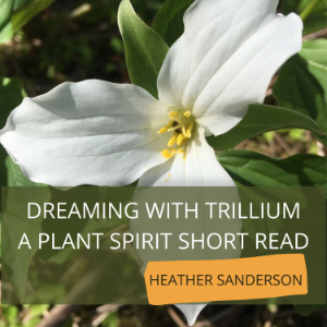 Dreaming with Trillium
