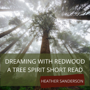 Dreaming with Redwood