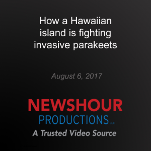 How a Hawaiian island is fighting invasive parakeets-logo