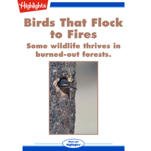 Birds That Flock to Fires