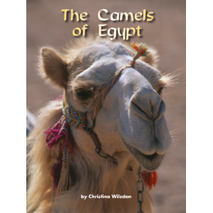 The Camels of Egypt